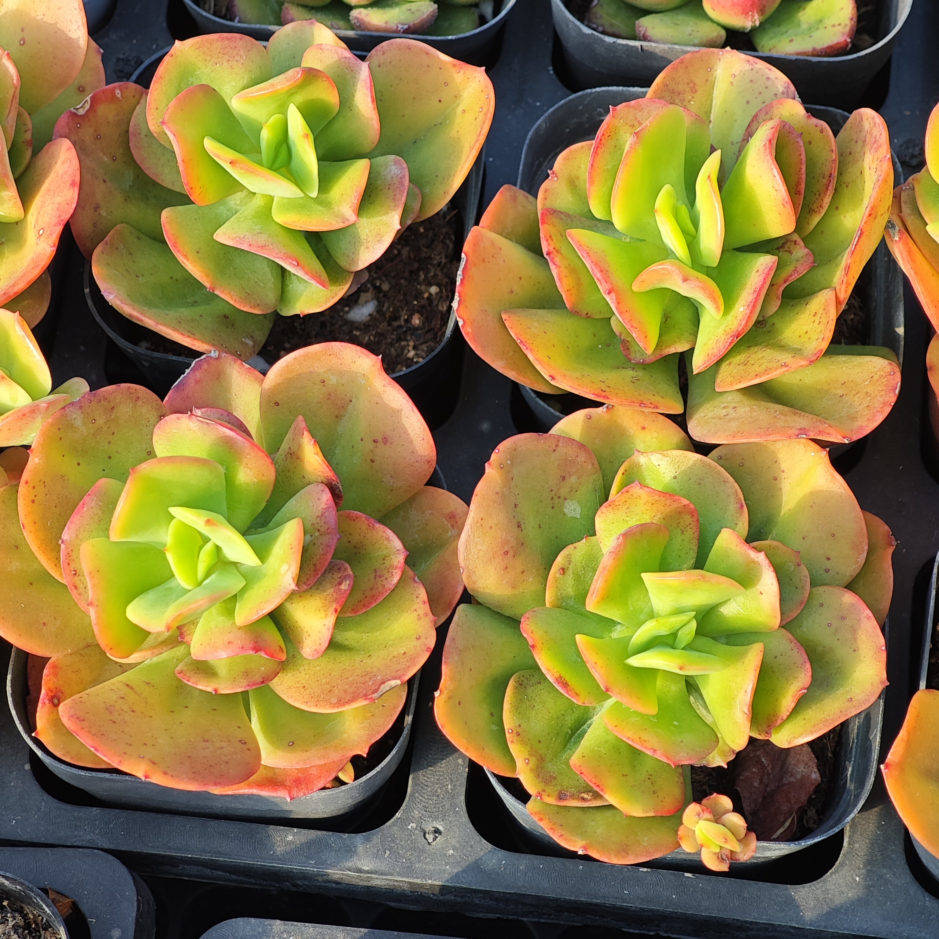 红梅2.8一个，18包邮