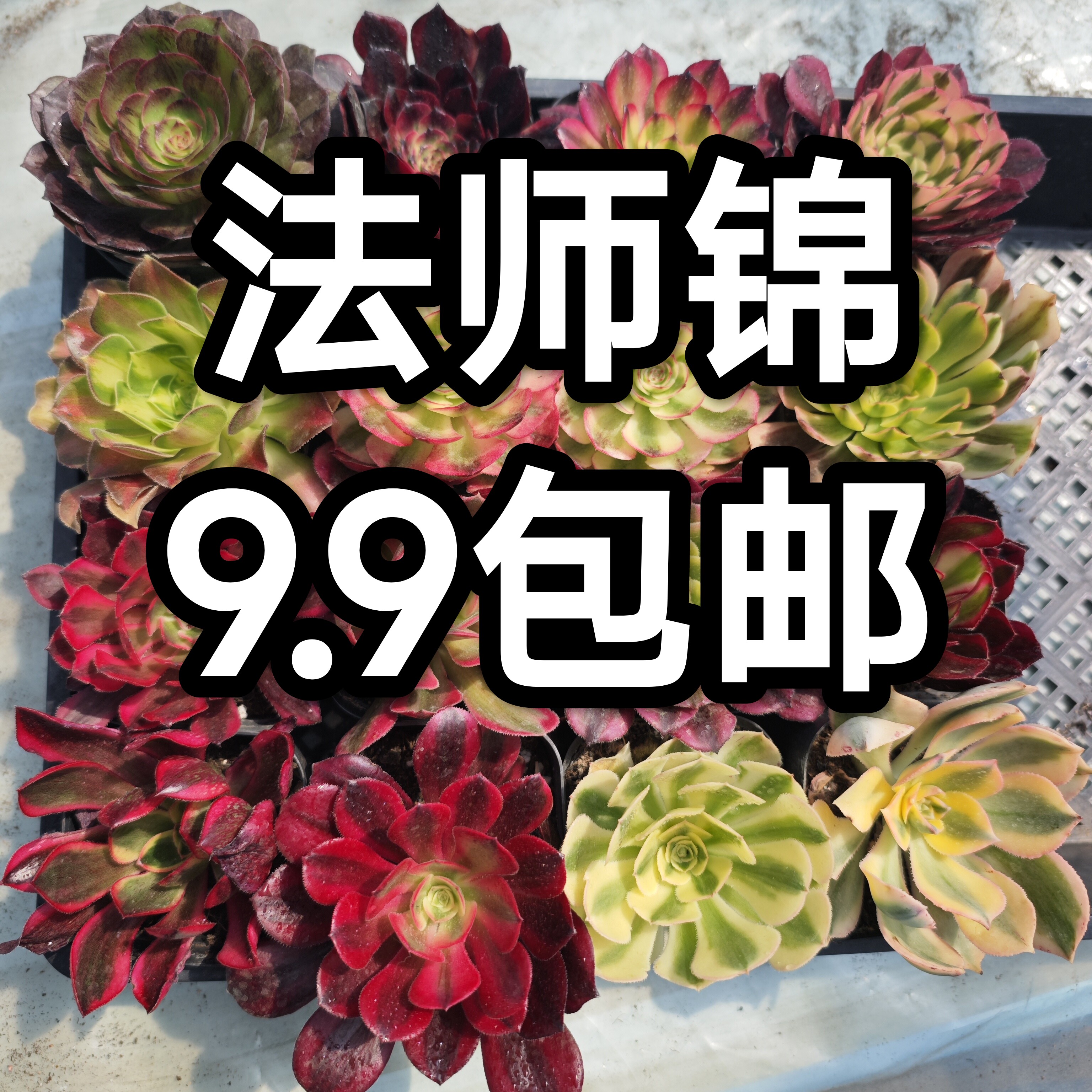 法师锦多肉植物阳台绿植花卉园艺多肉植物