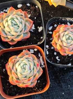 孤星2.8一个，18包邮