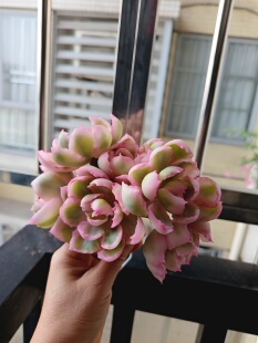 伯克利锦手棒花粘土多肉仙气多肉整桩仿真花