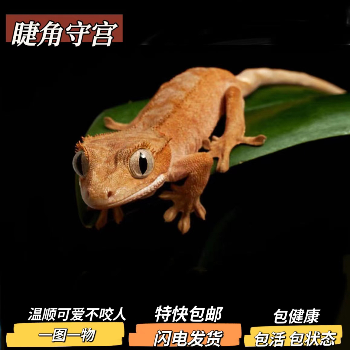 R属睫角守宫魔物守宫盖勾亚萨拉辛魔物巨人守宫活体爬宠宠物专拍