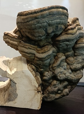 纯天然木灵芝摆件奇石底座兰花盆高28厘米左右宽30厚15厘米左右