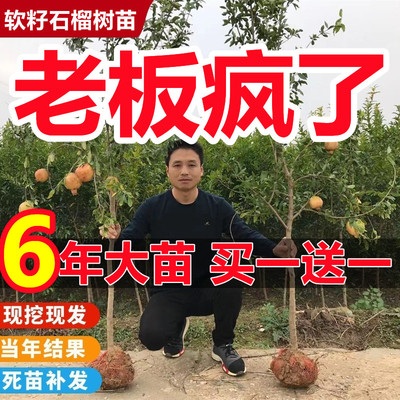 石榴树树苗突尼斯软籽带土特大无籽蒙自甜石榴老桩庭院盆栽果树苗