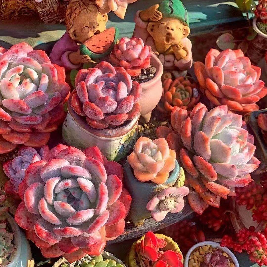 韩国多肉植物雪莲多少钱 韩国多肉植物雪莲优惠券免费领取 有条鱼