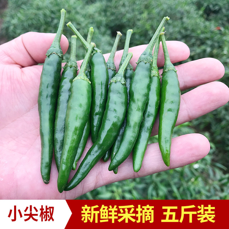 小米辣椒青米椒新鲜特辣青辣椒农家自种青朝天椒现摘5斤装包邮
