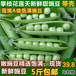 精品嫩豌豆攀枝花新鲜豌豆老品种小青豆产地甜豌豆荚蔬菜带壳现摘