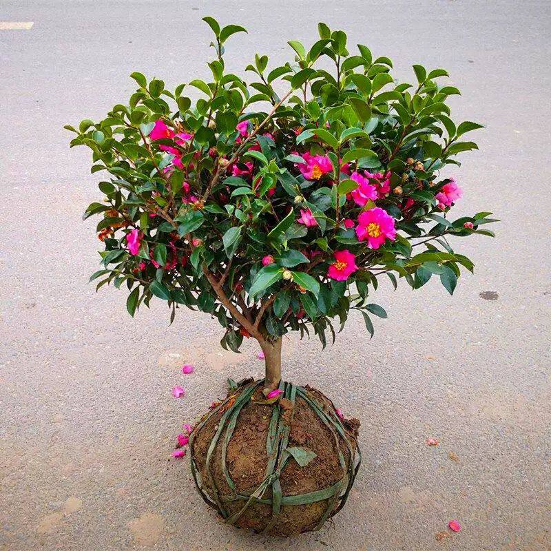 茶梅花苗树小玫瑰茶梅球财神朝仓茶花盆栽盆景四季开带苞庭院绿化