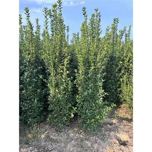 丛生大叶黄杨北海道冬青树苗庭院围墙篱笆耐寒植物绿化苗四季常青