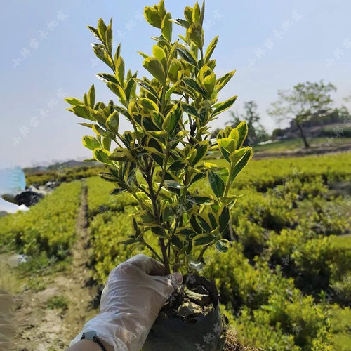 金边黄杨苗庭院绿化苗木四季常青耐寒金边黄杨树球冬青篱笆常绿树