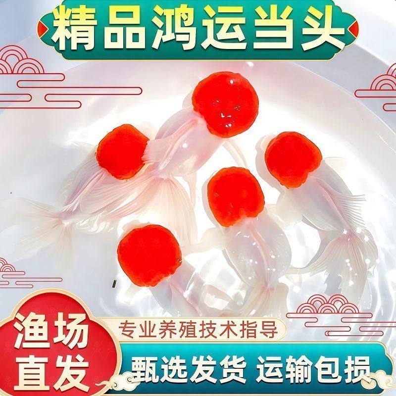 鹤顶红鸿运当头耐活狮子头金鱼活鱼观赏鱼冷水淡水招财好养龙睛,宠物/宠物食品及用品,鱼,淘宝优惠券,粉丝福利购,淘宝优惠卷