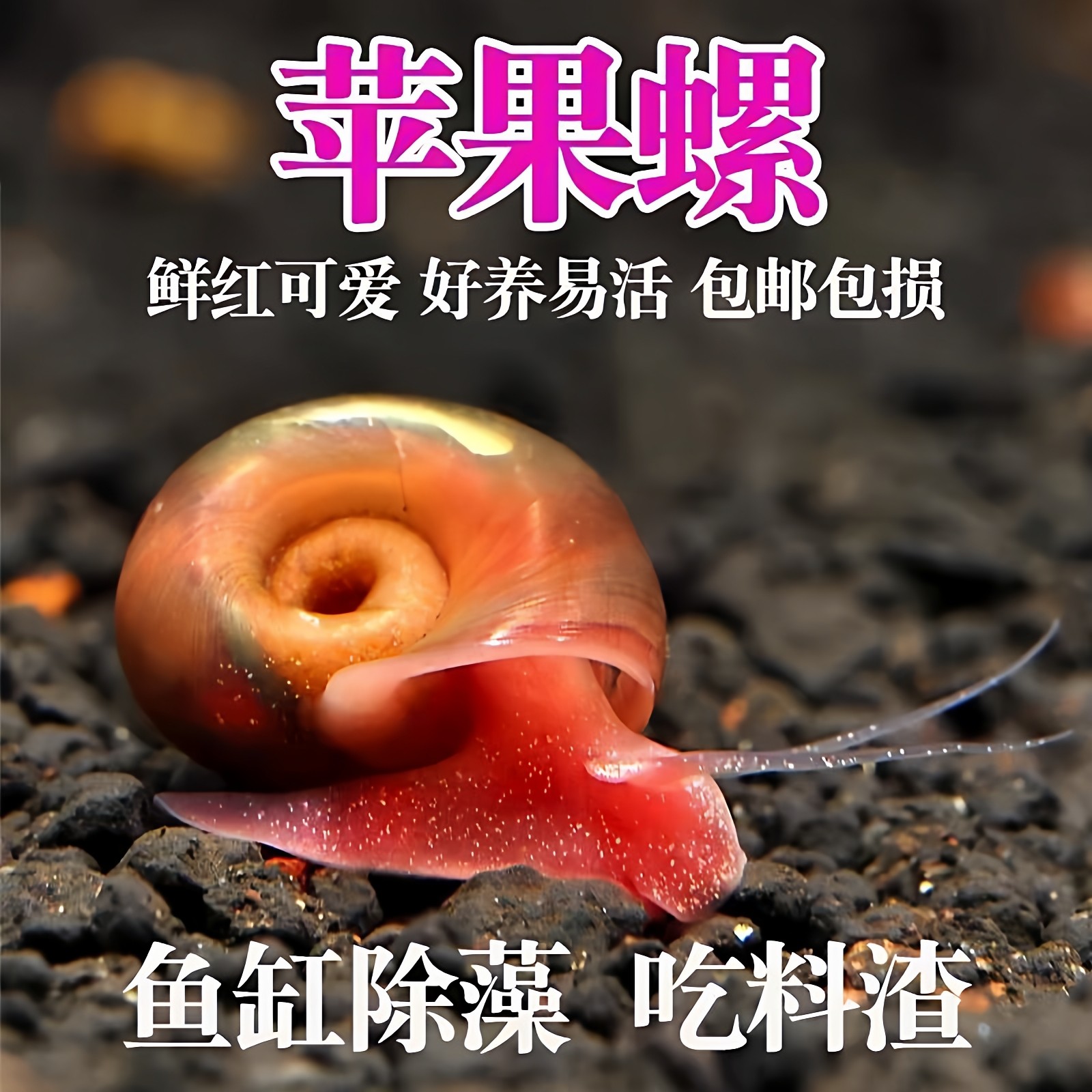 苹果螺除藻观赏螺鱼缸清残食洁净螺