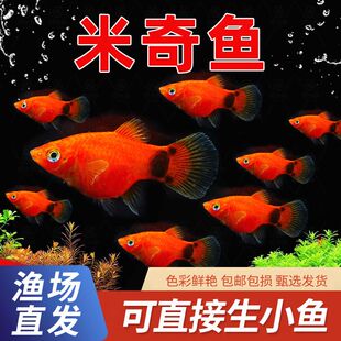 可繁殖红米奇种鱼胎生鱼孔雀鱼套餐斑马鱼观赏鱼热带鱼观赏小鱼