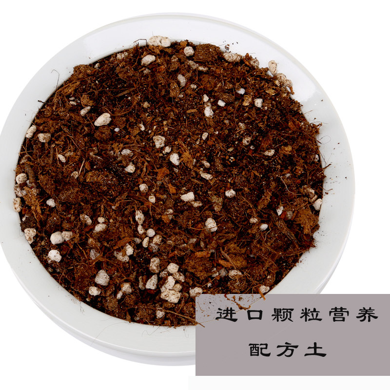 多肉植物自配专用营养土珍珠岩