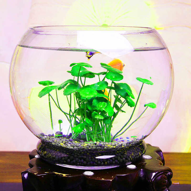 金钱草四季微景观盆桌面水培植物