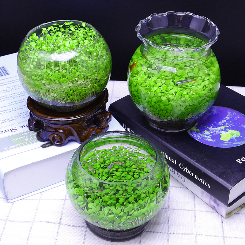 创意缸鱼缸水草种子籽懒人微景观diy室内生态瓶玻璃水培植物水草