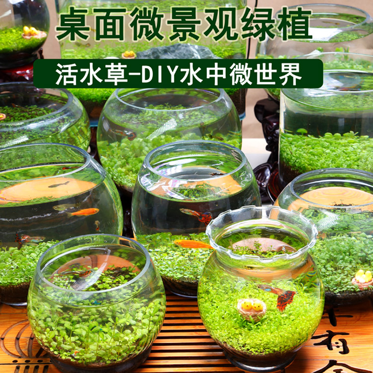 创意缸生态鱼缸水草种子籽懒人微景观DIY室内生态瓶玻璃水培植物 宠物/宠物食品及用品 生态瓶/创意缸/微景缸 原图主图