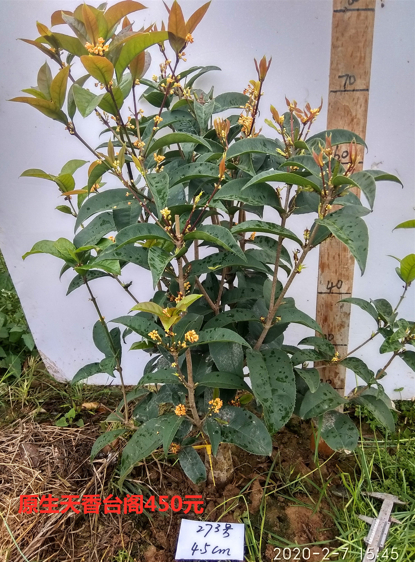 四季桂花树桩盆栽天香台阁桂花苗佛顶珠原生带土球发货包活