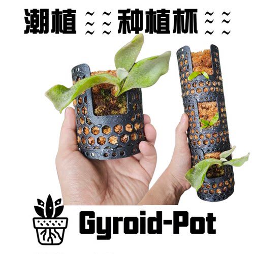蕨类植物育苗鹿角蕨种植杯