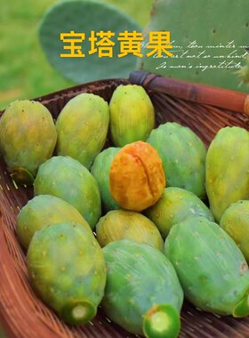 云南可食用仙人掌宝塔黄心果子包邮现摘现发应季新鲜水果送礼仙桃