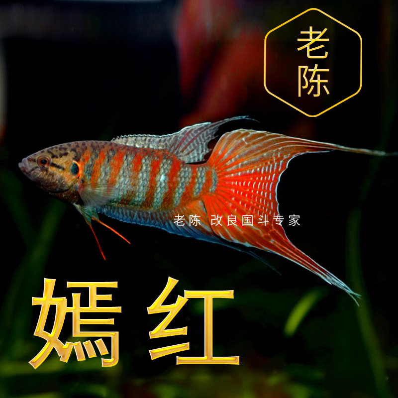 【嫣红】 飘逸红色普叉 中华国斗鱼活鱼淡水观赏鱼活体好养耐活