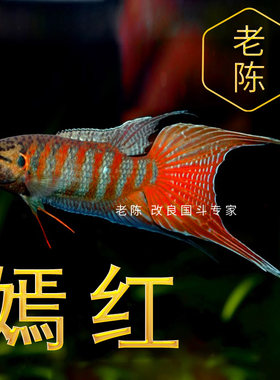 斗鱼飘逸中华好养耐淡水观赏鱼