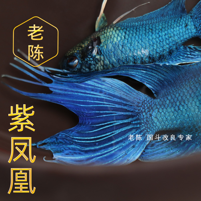 【紫凤】中国斗鱼活体活鱼冷水淡水观赏鱼好养活普叉金鱼小型鱼苗