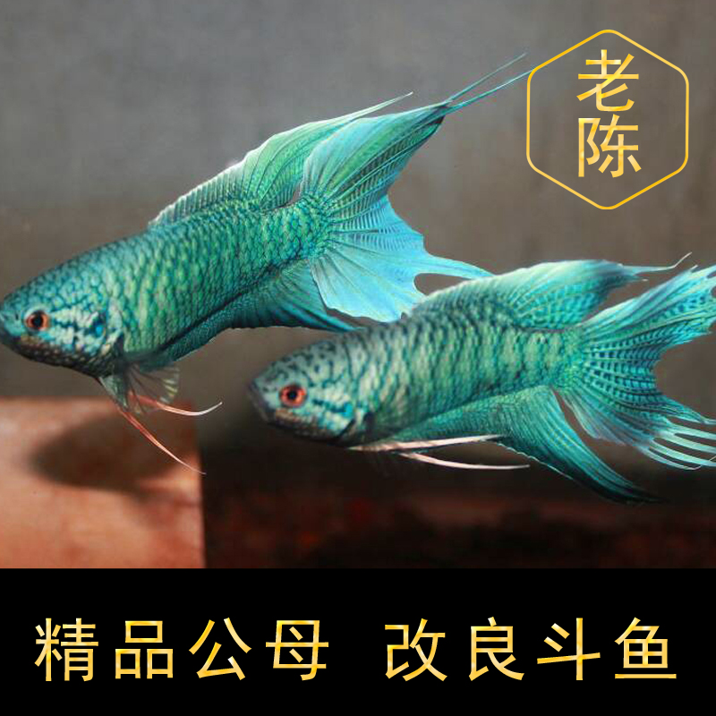 中国斗活鱼繁殖公母一对好养耐活懒人鱼冷水淡水宠物鱼苗观赏鱼