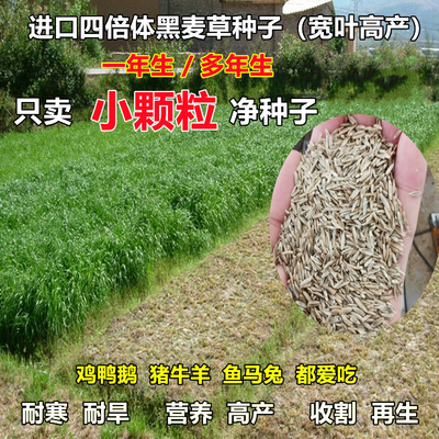 牧草种子进口南北方养殖猪牛羊