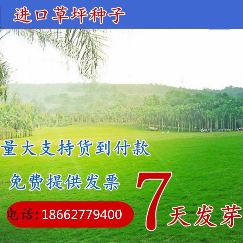 混播优质高羊茅包邮草坪种子