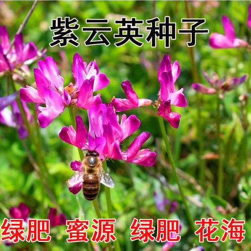 紫云英种子红花草食用野菜养蜂蜜源固氮果园绿肥植物高产牧草种子 - 封面