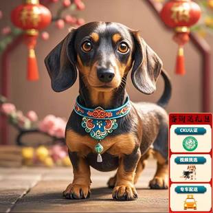 【深圳犬舍】纯种腊肠犬幼犬德国腊肠狗棕色黑铁包金迷你矮脚