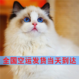 【深圳猫舍】布偶猫幼猫蓝双海双色宠物猫舍长毛布偶幼崽仙女猫咪