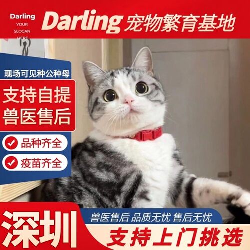 【上海猫舍】活体虎斑猫矮脚猫纯种美短猫宠物猫咪美短加白起司猫