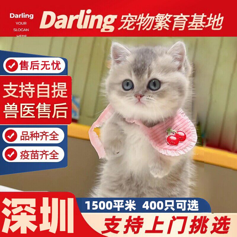 【深圳猫舍】纯种英短蓝金猫幼猫蓝金渐层猫幼崽矮脚英国短毛