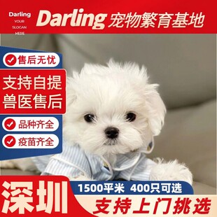 【深圳大型犬舍】马尔济斯犬纯种双血统韩版小体马尔济斯幼犬韩系