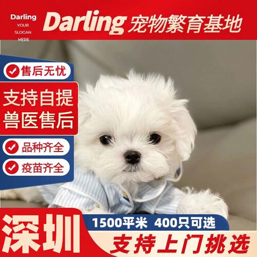 【深圳犬舍】纯种马尔济斯犬韩系马尔济斯幼犬马尔泰小型犬宠物狗