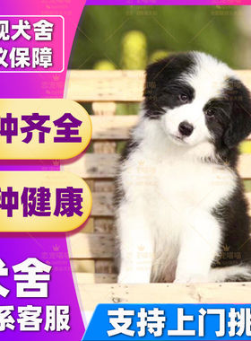 【深圳犬舍】纯种边牧幼犬边境牧羊犬活体公陨石边牧黑白三色