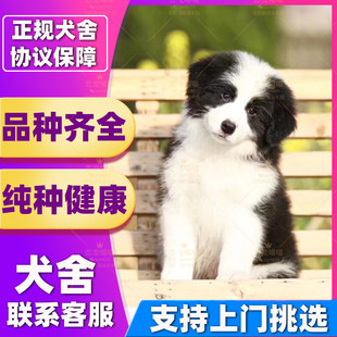 【深圳犬舍】纯种边牧幼犬赛级边境牧羊犬活体公陨石边牧黑白三色
