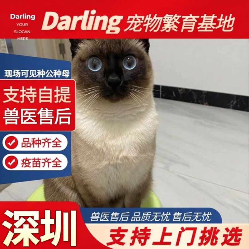 【上海闵行猫舍】暹罗猫活体星罗猫泰国猫星逻猫小猫活物宠物猫咪