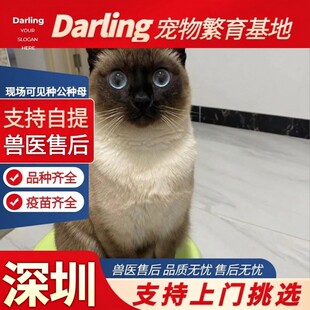 【深圳猫舍】暹罗猫活体星罗猫泰国猫星逻猫小猫活物宠物猫咪暹罗