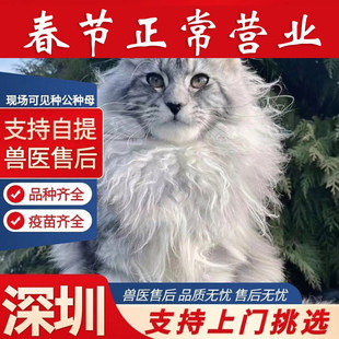 【深圳猫舍】银虎斑缅因猫纯种缅因猫大体宠物猫咪活物棕虎斑缅因