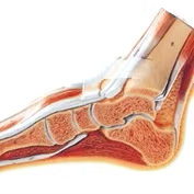 足正中矢状切面模型GD/A11312