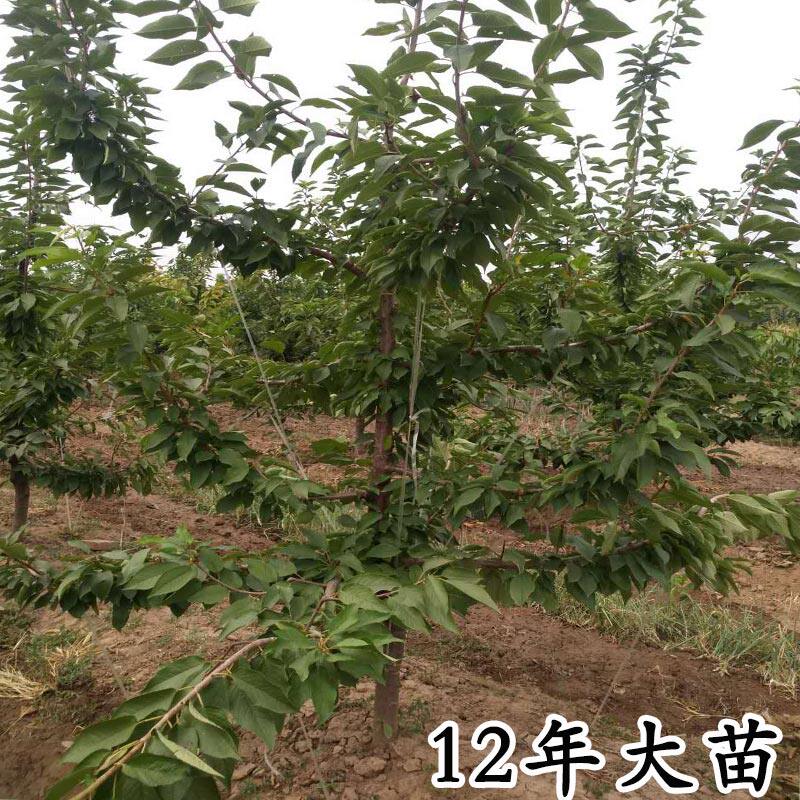 绿丰车厘子树苗大樱桃苗樱桃树果树果苗南方北方地栽种植大苗嫁接
