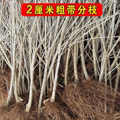 嫁接矮化车厘子树苗樱桃苗带分枝