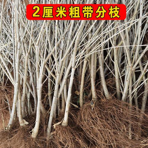 嫁接矮化车厘子树苗樱桃苗带分枝