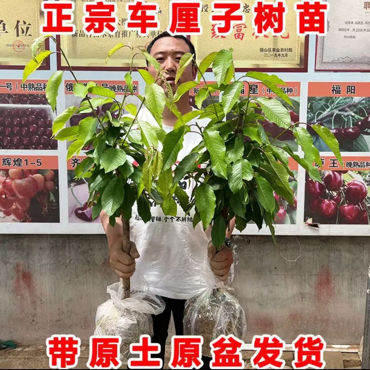 绿丰车厘子树苗大樱桃树樱桃苗水果苗南方北方种植盆栽地栽带土