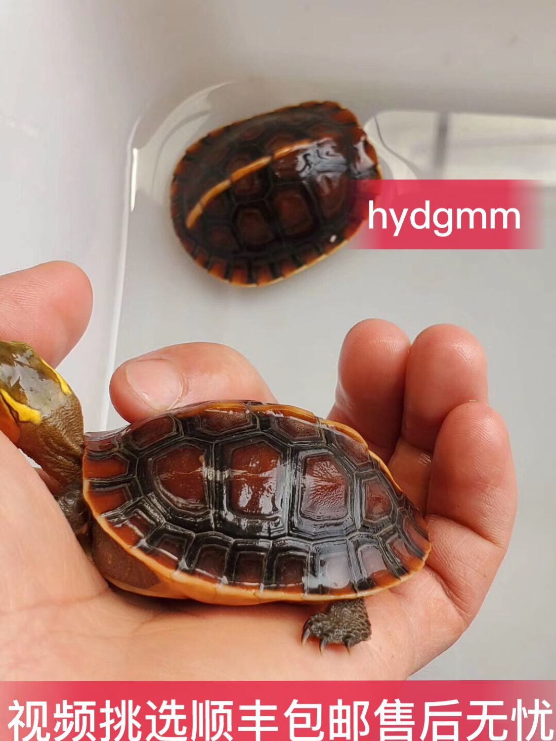 Yellow-margined turtle Closed turtle Thoroughbred Southampton Watch living thing Tortoise video Selectin the Pet/Pet food and supplies , Aqua World , Turtle/Turtle  category - from Buy2taobao.com to provide professional Taobao agent buy service