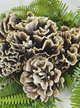 新鲜干巴菌云南省楚雄野生马牙菌绣球菌500g包邮现货滇中小哥精品