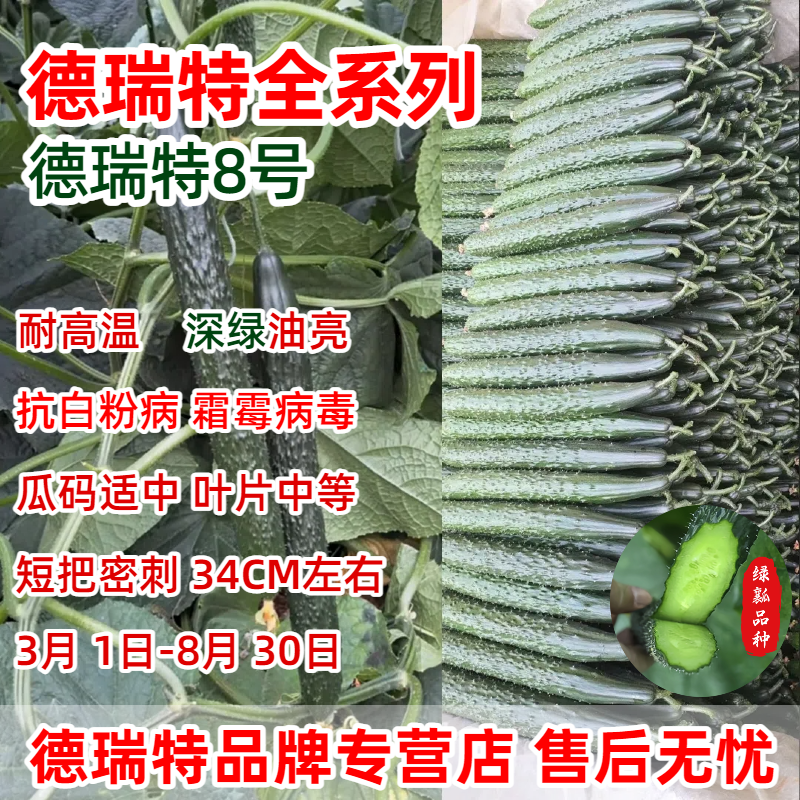 德瑞特8号黄瓜种子耐高温