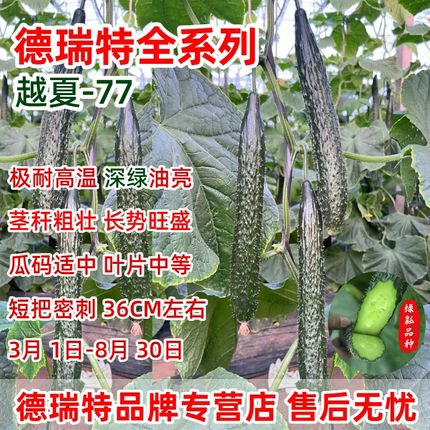 德瑞特秋美越夏77黄瓜种子耐高温产抗病油亮短把密刺中条博美323